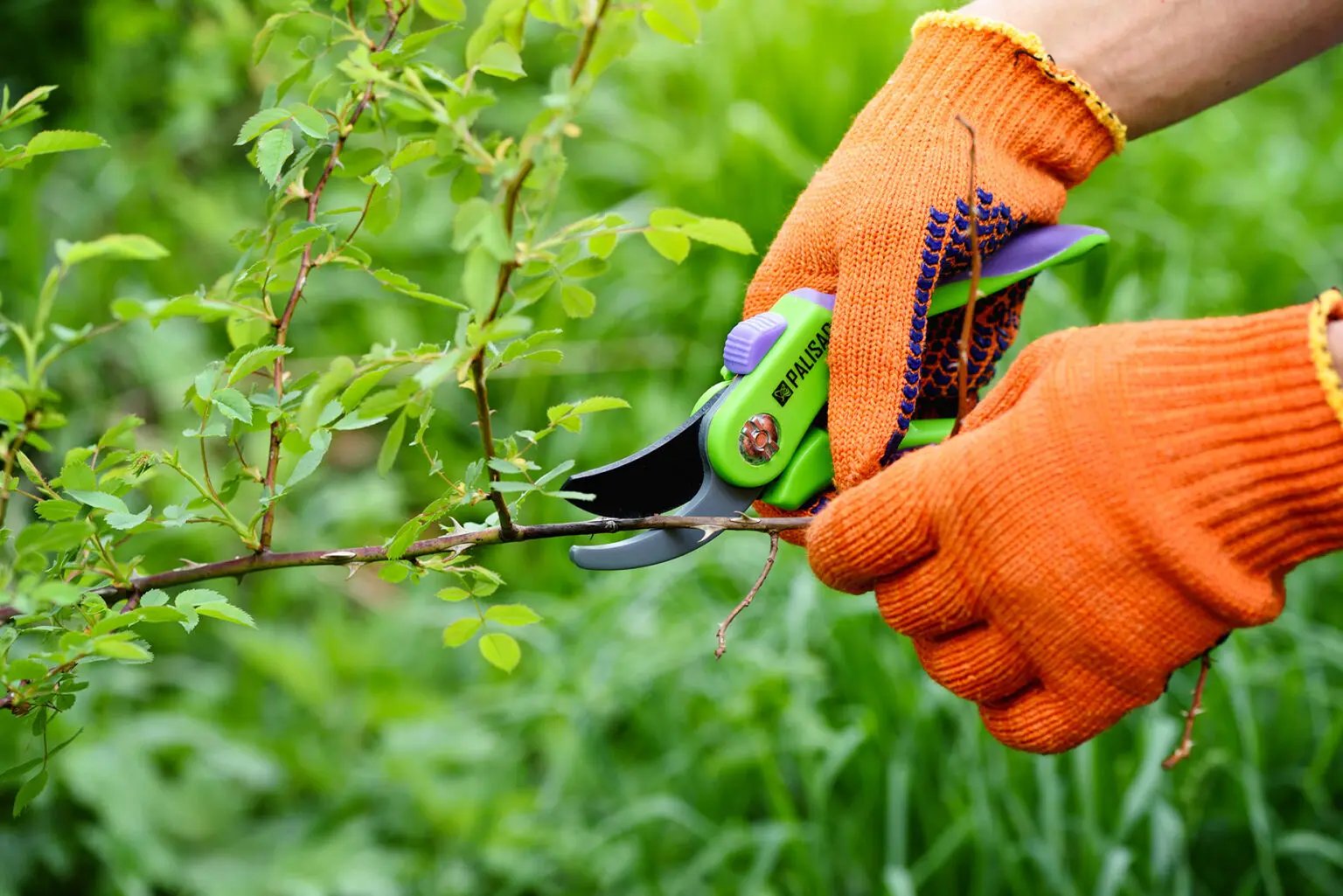 spring-pruning-roses-in-the-garden-gardener-s-han-2023-11-27-05-09-05-utc.jpg